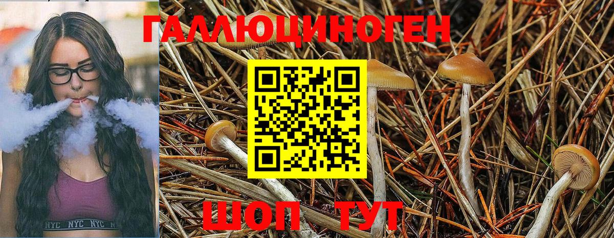 Галлюциногенные грибы Psilocybe  Вход с VPN  Майский 